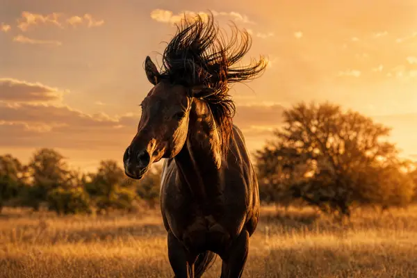 Fotografie ecvestră fine-art din colecția Wildë — cadrul 82 din 100