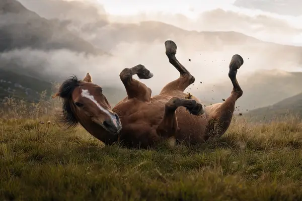Fotografie ecvestră fine-art din colecția Wildë — cadrul 83 din 100