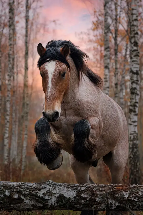 Fotografie ecvestră fine-art din colecția Wildë — cadrul 87 din 100