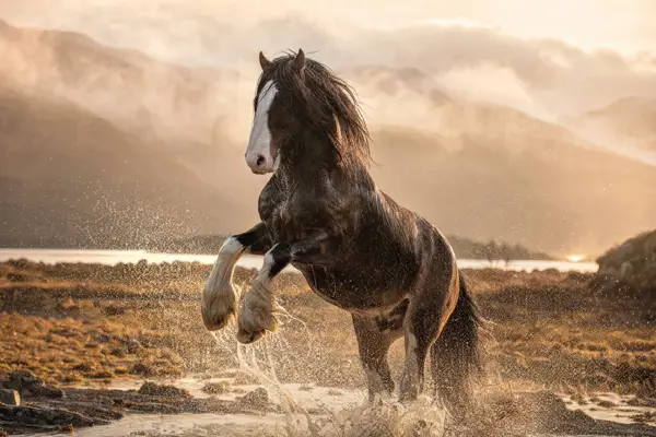 Fotografie ecvestră fine-art din colecția Wildë — cadrul 90 din 100