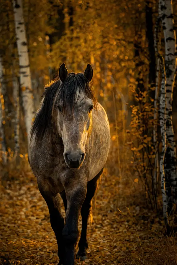 Fotografie ecvestră fine-art din colecția Wildë — cadrul 91 din 100