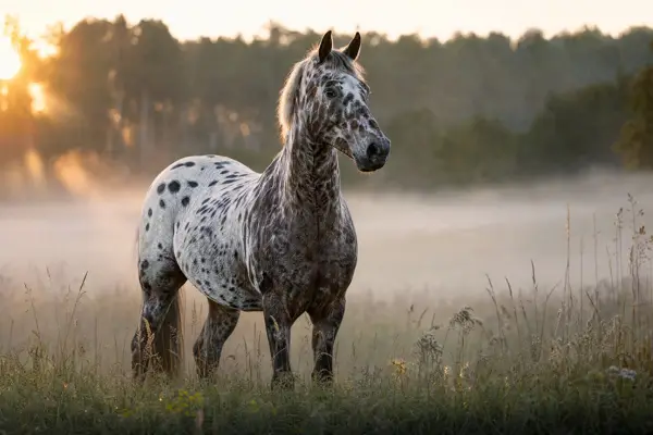 Fotografie ecvestră fine-art din colecția Wildë — cadrul 92 din 100