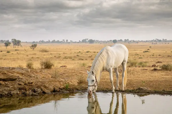 Fotografie ecvestră fine-art din colecția Wildë — cadrul 93 din 100