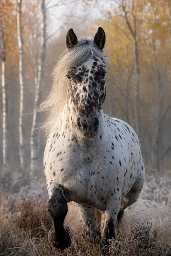 Fotografie ecvestră fine-art din colecția Wildë — cadrul 95 din 100