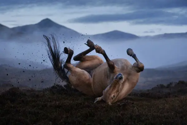 Fotografie ecvestră fine-art din colecția Wildë — cadrul 98 din 100