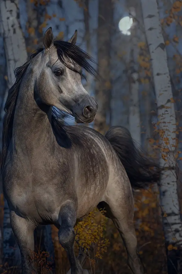 Fotografie ecvestră fine-art din colecția Wildë — cadrul 99 din 100