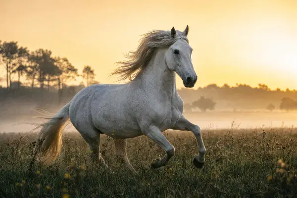 Fotografie ecvestră fine-art din colecția Wildë — cadrul 100 din 100