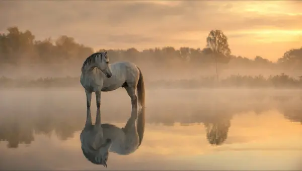 Cal la apă liniștită, reflexie în lumina dimineții