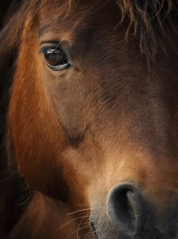 Portret apropiat — ochiul blând al calului