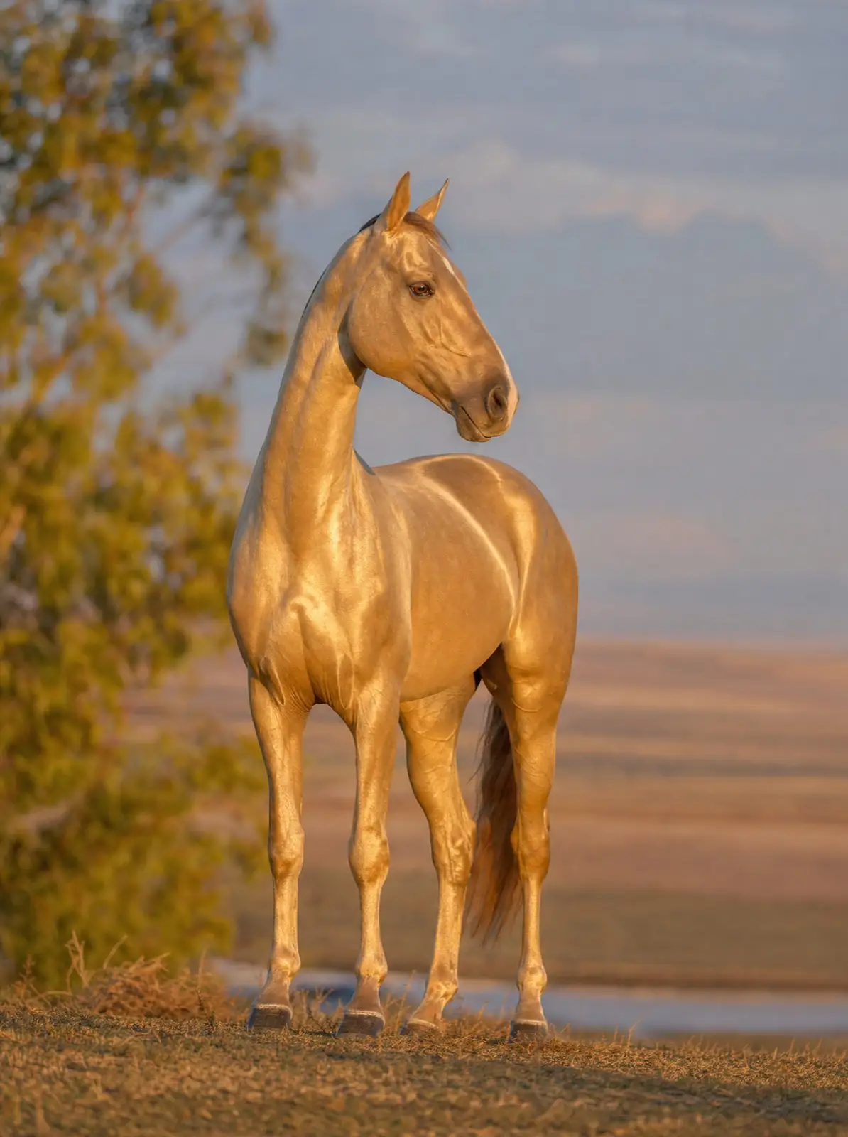 Cal Akhal Teke — fotografie fine-art, Galeria Irenei
