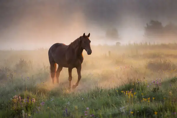 Cai roibi în ceața dimineții, lumină aurie — seria «Ceasul de aur», cadrul 6