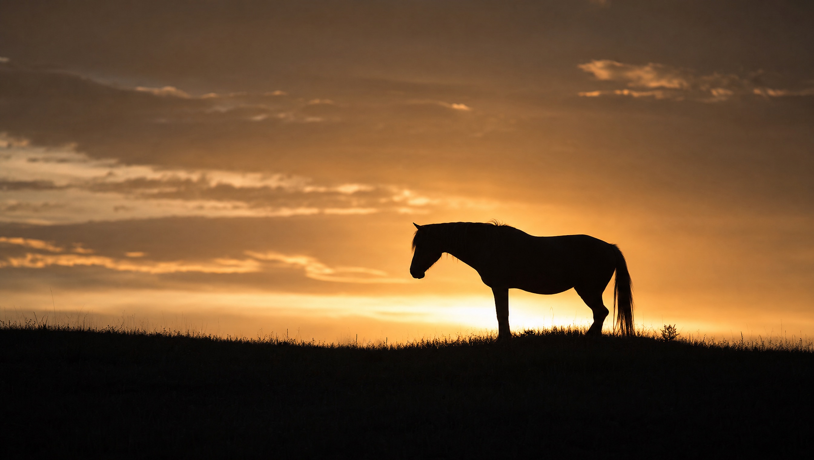 A horse silhouette on a hilltop at dusk