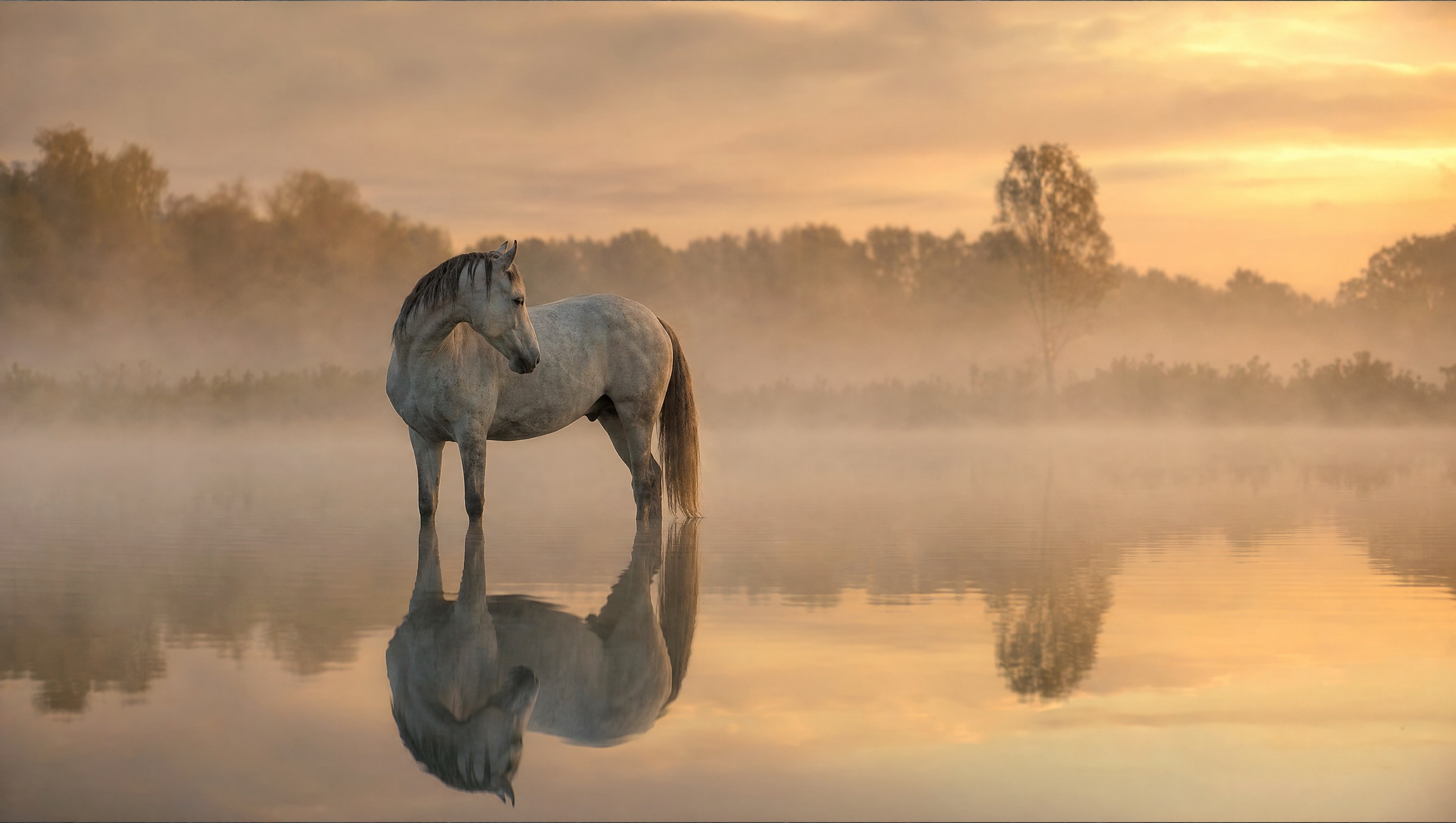 A lone horse standing in misty water at dawn